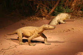 Diorama mit dem Therapsiden Procynosuchus